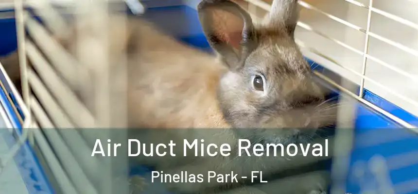 Air Duct Mice Removal Pinellas Park - FL